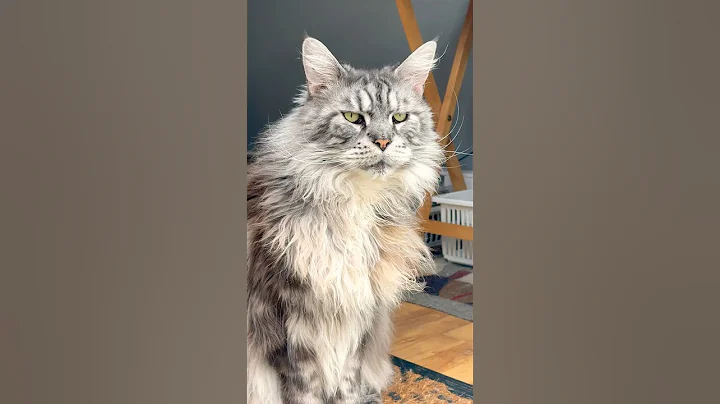 Video 8066161: fluffy polydactyl mainecoon cat, silver polydactyl mainecoon cat, big fluffy mainecoon cat, cute fluffy mainecoon cat, cat old