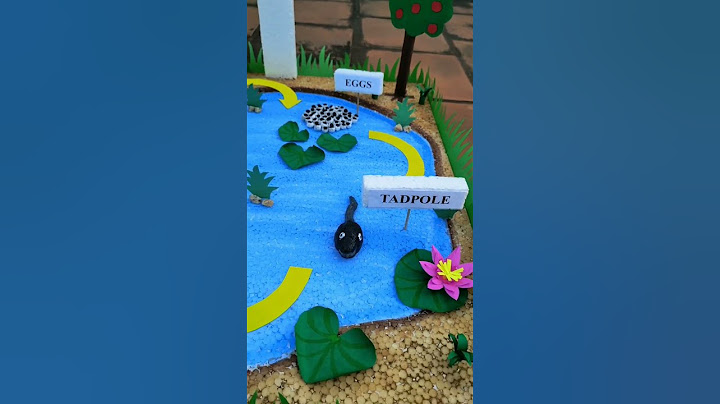 Life Cycle Of Frog/ Frog Life Cycle/ School Project #shorts #youtubeshorts #diy