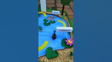 Life Cycle Of Frog/ Frog Life Cycle/ School Project #shorts #youtubeshorts #diy