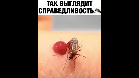 Комариный укус #shorts