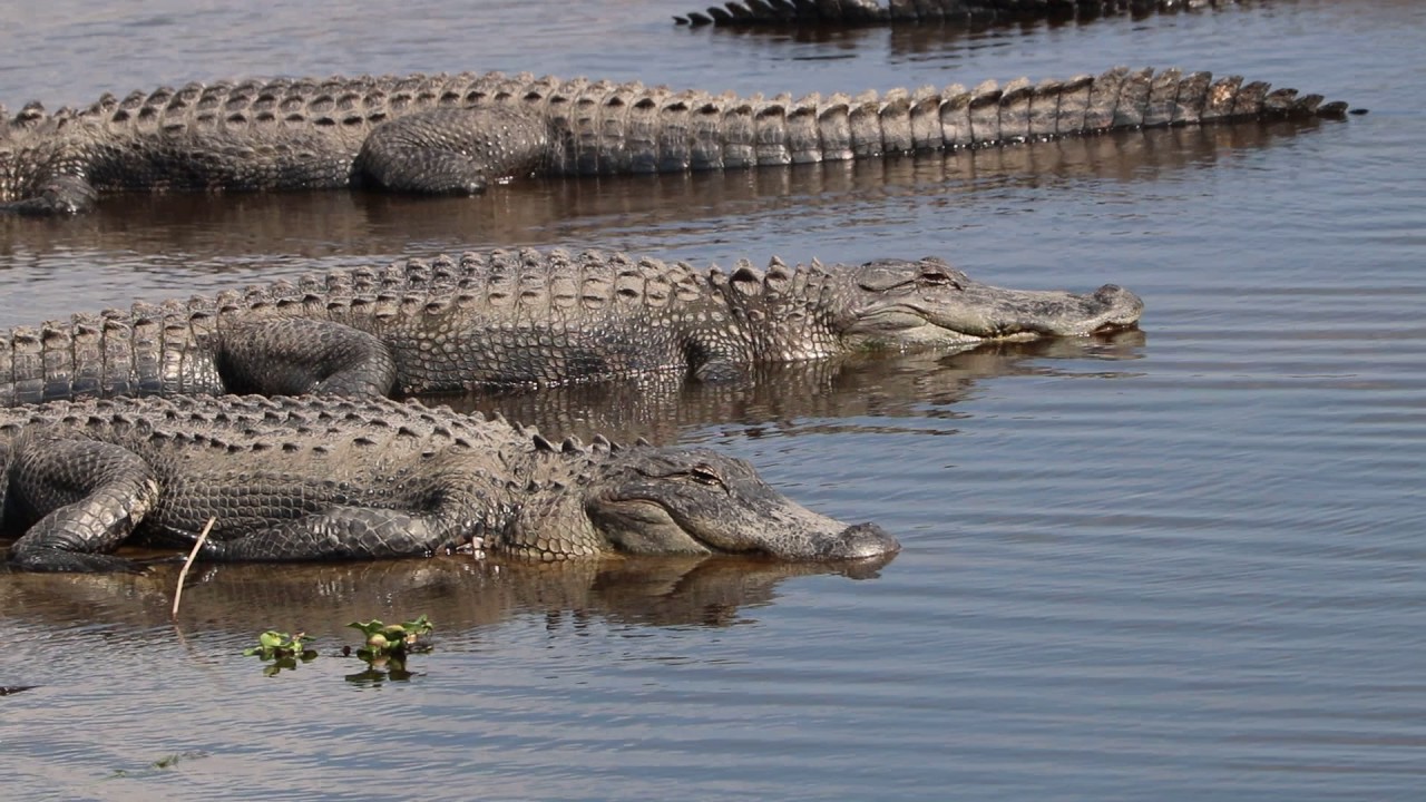 American Alligators birds chirping