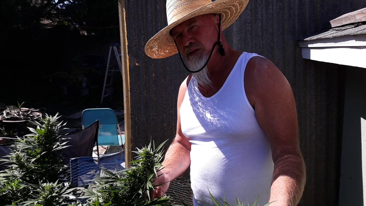 Cannabis Croptober in the Southbay(3)