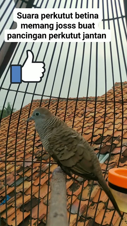 Suara  kutut betina joss cocok -  buat pancingan burung jantan1140
