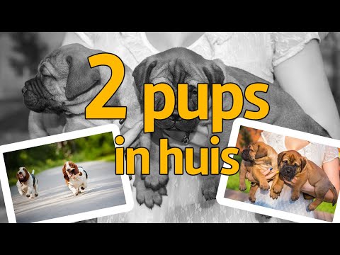 Video: Waarom houden sommige honden van knuffels en niet van anderen?