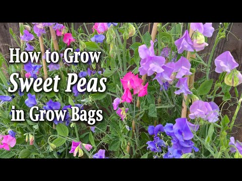 How To Grow Sweet Peas From Seed In Containers | An Easy Planting Guide