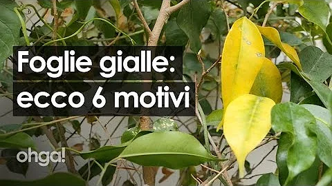 Come curare una pianta con foglie ingiallite?