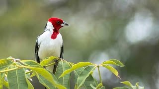 Galo de campina cantando no nordeste (Cena Linda)