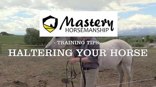 How to Halter a Horse for Beginners