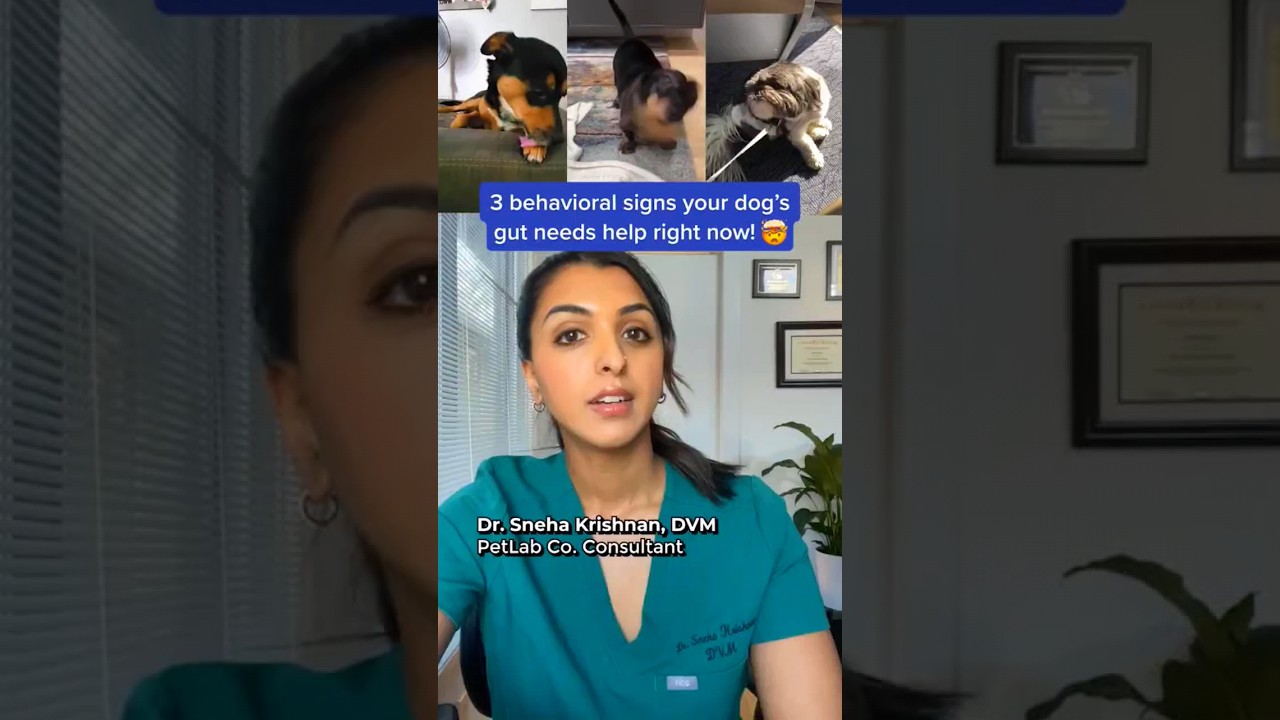 3 behavioral signs your dog's gut needs help right now! (vet reveals) 😱🐶 #shorts