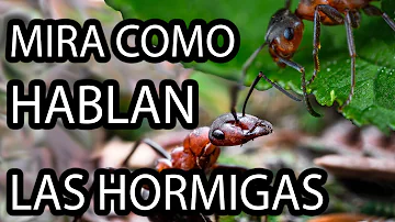 ¿Qué idioma hablan las hormigas?
