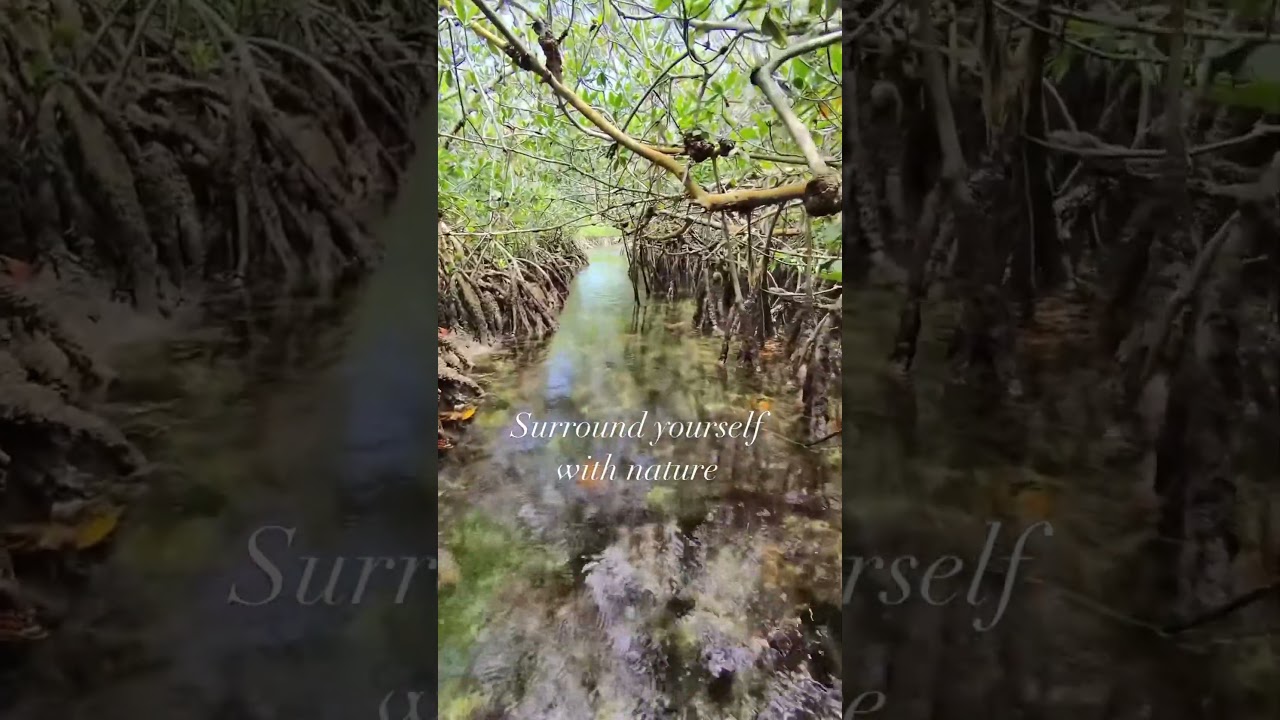 Kayaking through a mangrove tunnel in the Florida Keys