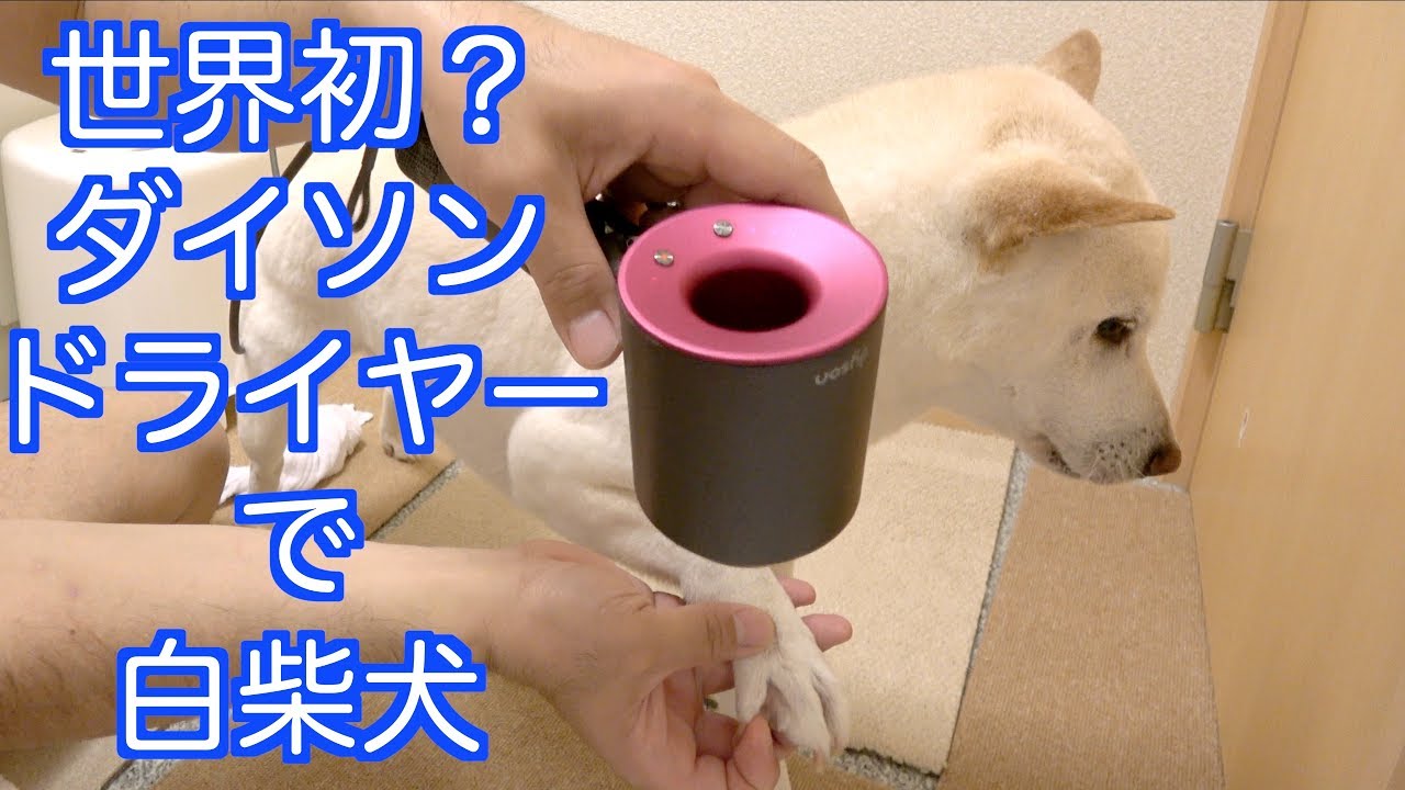 ダイソンのドライヤーの口コミの悪い点のまとめ 買ってからでは遅い 柴色 ツンデレ柴犬とのライフブログ