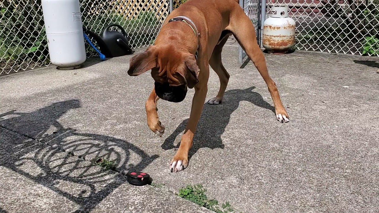 Luke vs. Street hockey puck YouTube