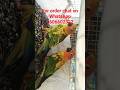 Sun conure birds // yellow Sid conure // pineapple conure birds // cocktail online home delivery