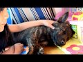 甲斐犬がやって来た=!【甲斐犬・柴犬】 の動画、YouTube動画。