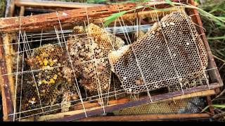 Bee Story Photo Slides