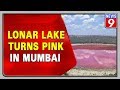 Lonar Lake turns Pink, pics grabs attention