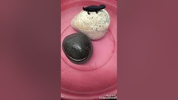 Cá cóc Tam Đảo  bơi cực nhanh