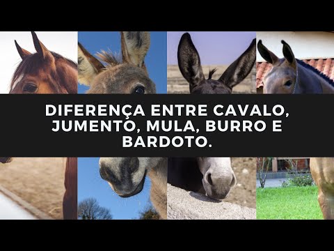 Vídeo: Diferença Entre Burro E Mula