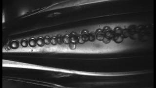Quadruple Emulsion