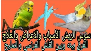 الكوكتيل والبادجي وسوس الريش الفرق بينه وبين القلش الفرنسي والتمليح(والعلاج)🦜🐦🕊️