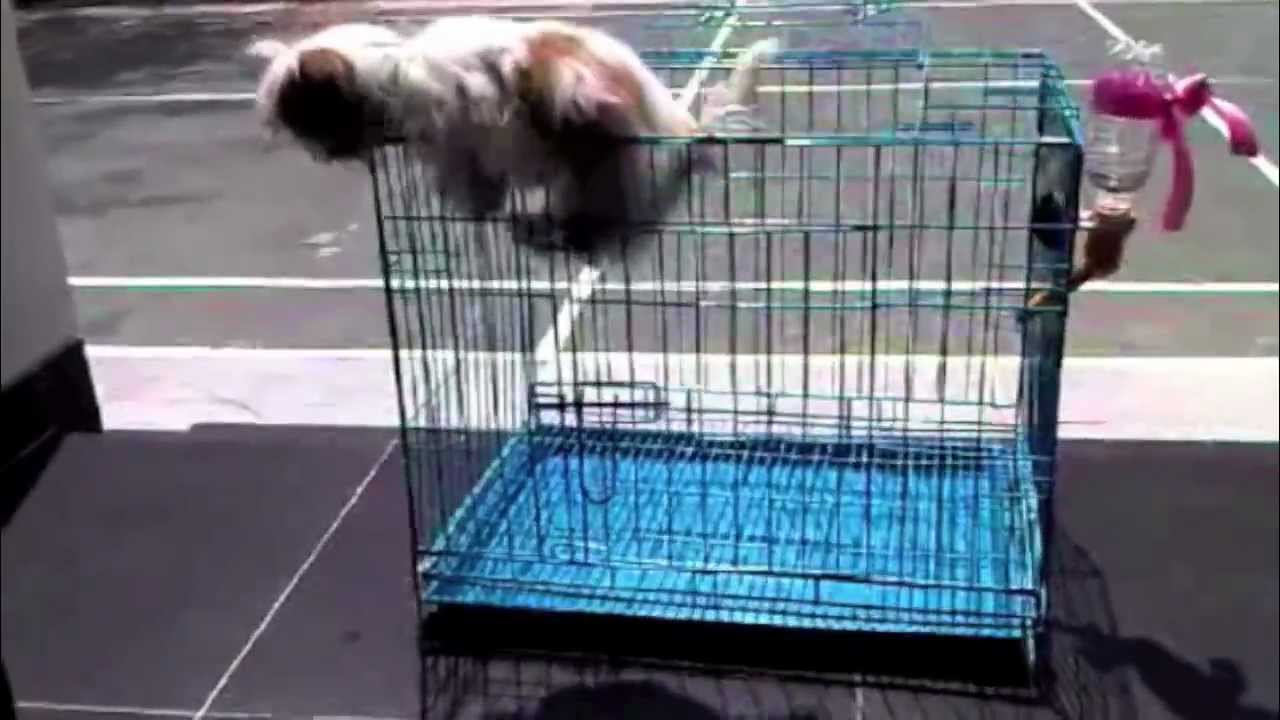 cute shih tzu climbing the cage YouTube