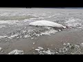 Beluga whale rescue Russia