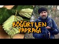 Böğürtlen Yaprağının Faydaları  (Raspberry leaf)