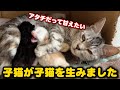 子猫が子猫を産むとこうなってしまいます