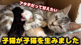 子猫が子猫を産むとこうなってしまいます