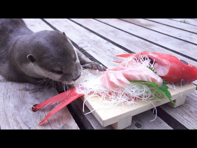 A happy otter Aty with Shimodas famous golden eye snapper sashimi! [Otter life Day 334]【カワウソアティ】