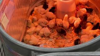 Chick Daze at Tractor Supply