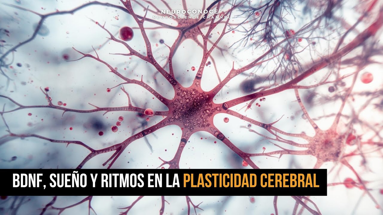 BDNF, Sueño Y Ritmos Biológicos En La Plasticidad Cerebral