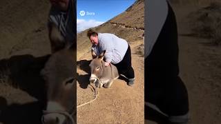 When A Fat Woman Decides To Ride A Donkey