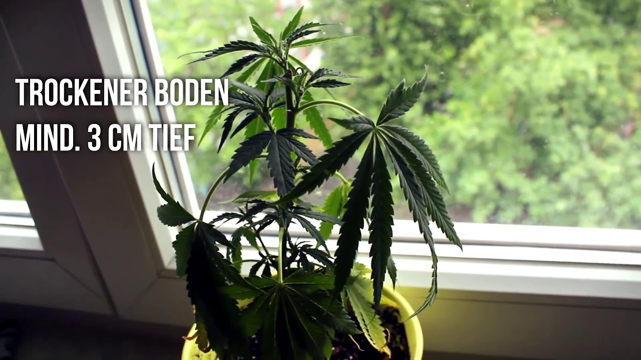 Wie erkenne ich ob meine Cannabis Pflanze zu trocken ist (oder irgendwelche mangelerscheinung hat)