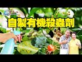 自製有機殺蟲劑，介殼蟲，粉蝨，紅蜘蛛，螞蟻，害蟲全跑光