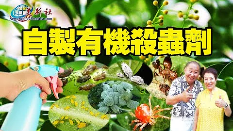 自製有機殺蟲劑，介殼蟲，粉蝨，紅蜘蛛，螞蟻，害蟲全跑光 - 天天要聞