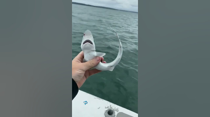 bebe tiburón real #tiburón#real#playa #oceano#pescadores #babyshark#animalesmarinos#bebes 🦈🦈🦈🦈🦈🦈🦈🦈🦈