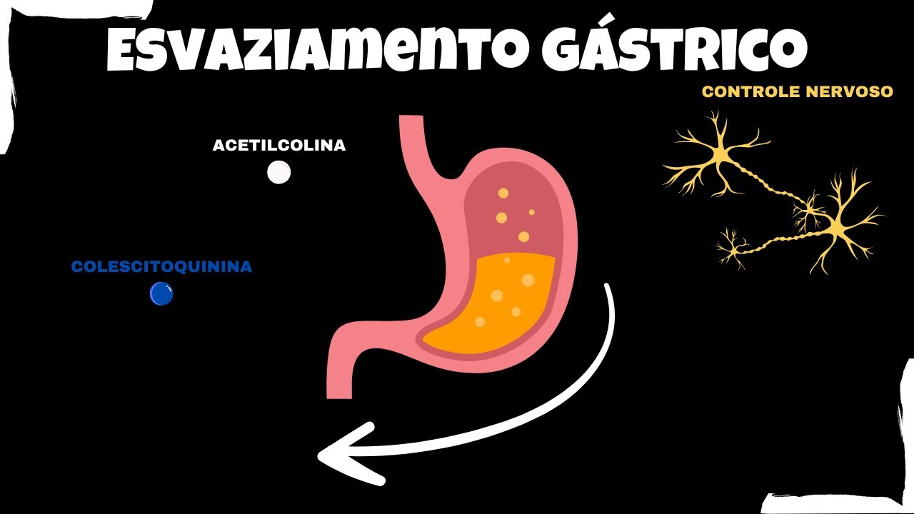 Como funciona o esvaziamento gástrico? - YouTube