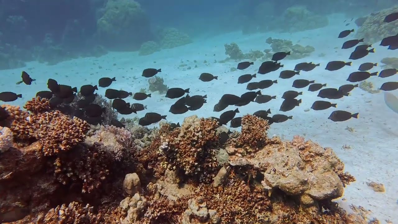 Ägypten, Bootstauchgang (Freedom), Shaab Maksour ost