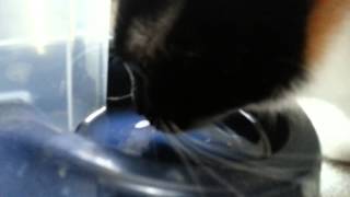 How to rehydrate your cat