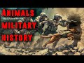 Top Military Animals in History From Cats to Elephants