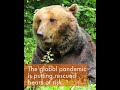 Rescued bears need your help during lockdown