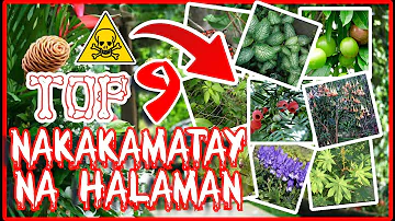 TOP 9 HALAMANG MAY LASON NA MAAARING MAKAPATAY NG TAO #halamangnakakalason #poisonousplants