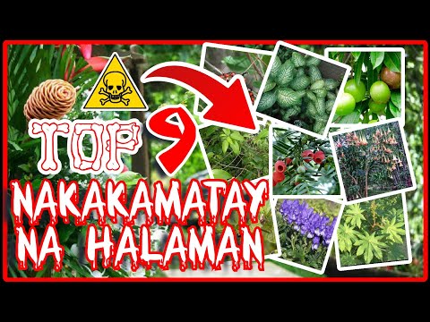 Video: Mga Tip Sa Pagputol ng mga Halaman ng Cactus - Kailan at Paano Putulin ang Isang Cactus