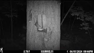 Flying Squirrels