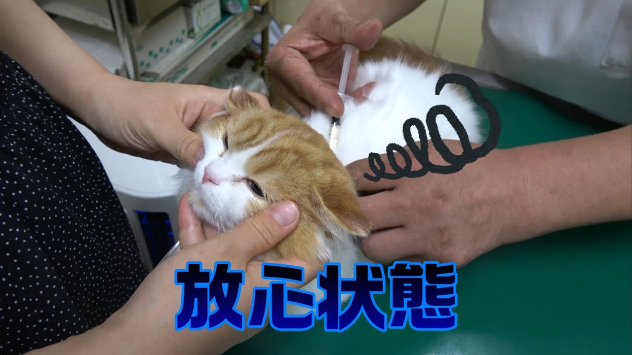 注射をされ放心状態の猫 Youtube
