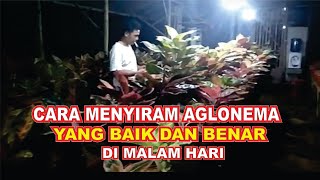 Cara Menyiram Aglonema Yang Benar