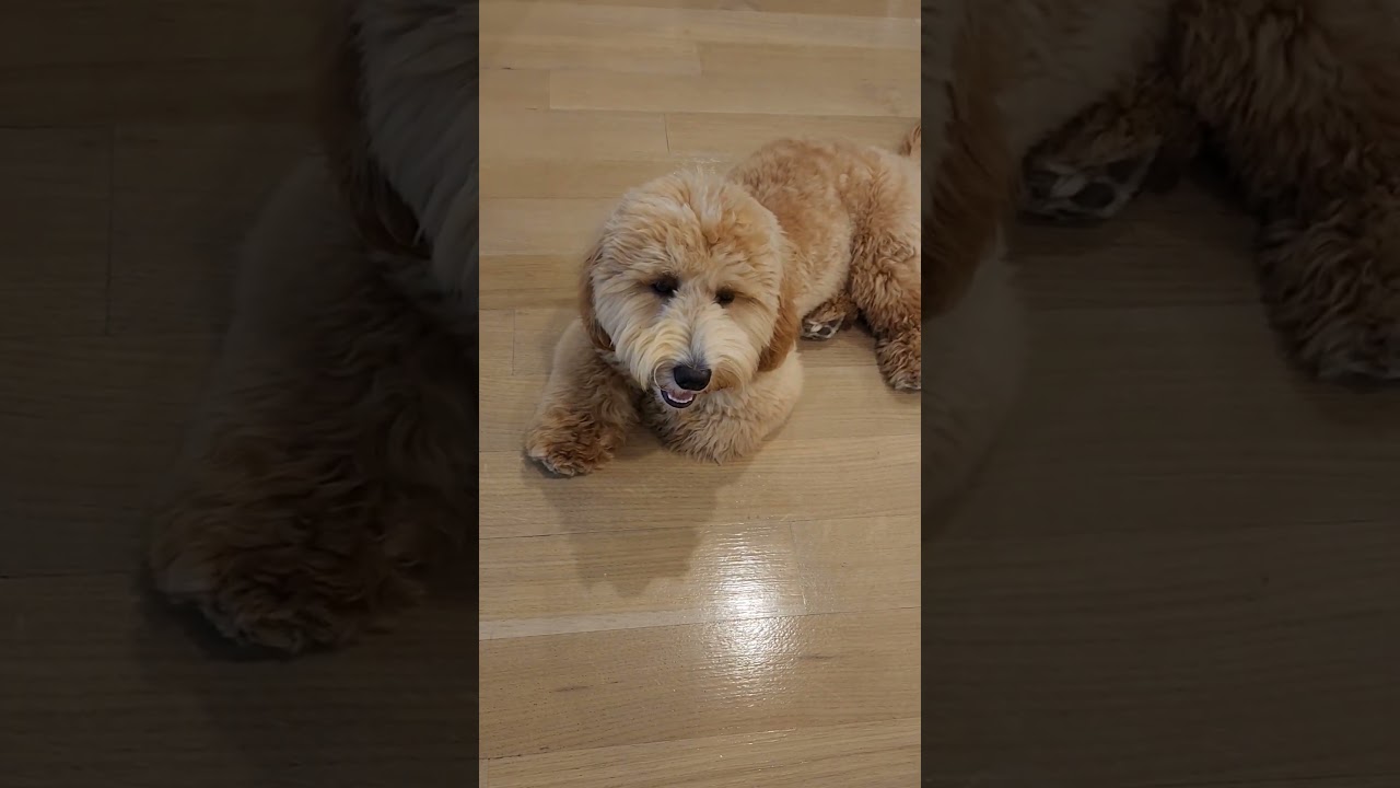 Otis loved his Hardwood Floor Deep Cleaning! 