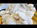 Mushroom cultivation at home vasudevarao